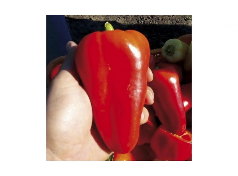 Семена перца Лостун F1 (1000сем.), Libra Seeds (Erste Zaden) Семена перца Лостун F1 (1000сем.), Libra Seeds (Erste Zaden)
